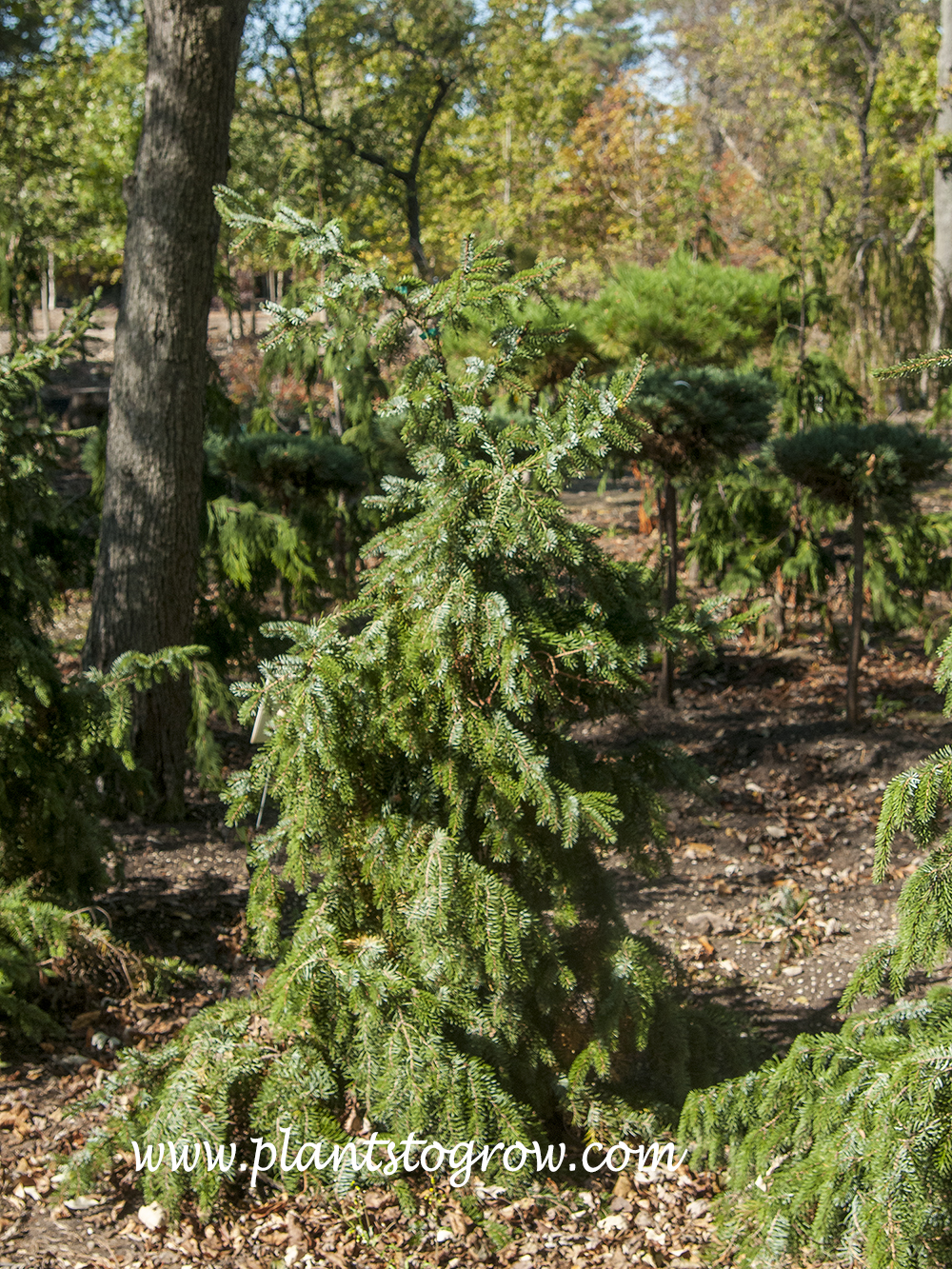 Weeping Serbian Spruce (Picea omorika)